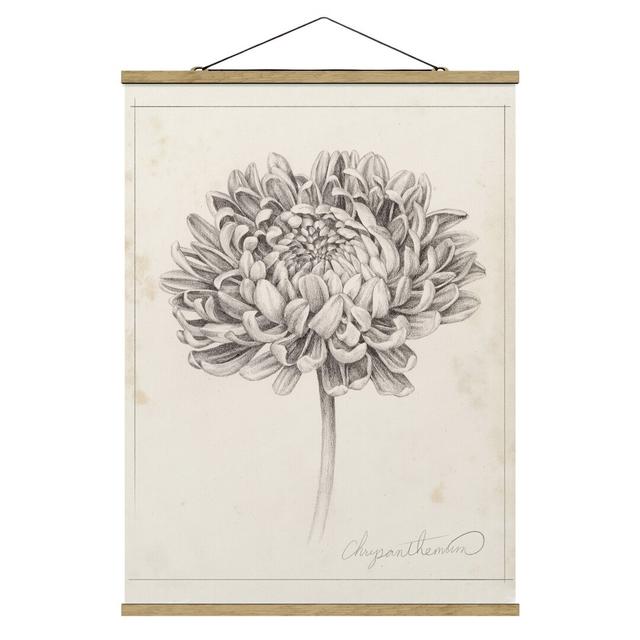 Botanical Study Chrysanthemum II - Unframed Graphic Art August Grove Size: 106.5cm H x 80cm W x 0.3cm D on Productcaster.