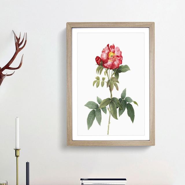 Provins Rose in Pink by Pierre-Joseph Redoute - Picture Frame Painting Print East Urban Home Frame Option: Oak Framed, Size: 65cm H x 48cm W x 2cm D on Productcaster.