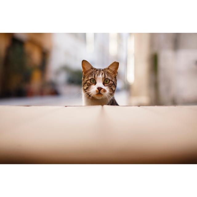 Cat Peeking by Muratsenel - No Frame Print on Canvas 17 Stories Size: 20cm H x 30cm W on Productcaster.