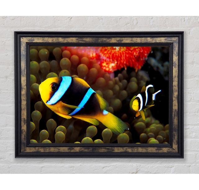 Neon Clown Fish - Print August Grove Size: 42cm H x 59.7cm W x 8cm D on Productcaster.