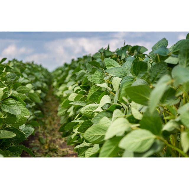 Soybean Field by Olga Seifutdinova - Wrapped Canvas Photograph 17 Stories Size: 20cm H x 30cm W on Productcaster.