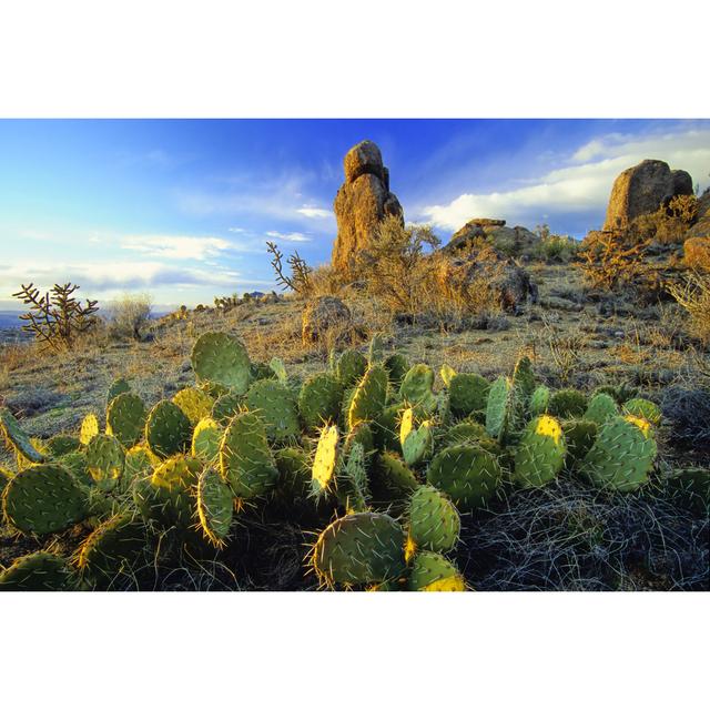 Desert With Cactus And Rock Formation Landscape Sunset von Amygdala_imagery - No Frame Kunstdrucke auf Leinwand Alpen Home Größe: 40 cm H x 60 cm B on Productcaster.