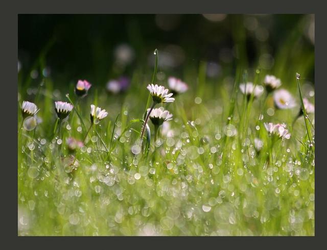 Daisies Dew 1.54m x 200cm Wallpaper East Urban Home Size: 250 cm x 193 cm on Productcaster.