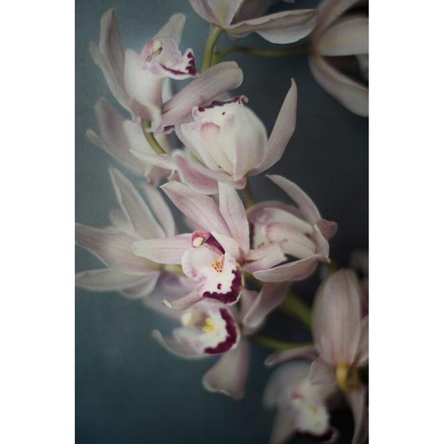 Dark Orchid I by Elizabeth Urquhart - Wrapped Canvas Photograph Print Ebern Designs Size: 46cm H x 30cm W on Productcaster.