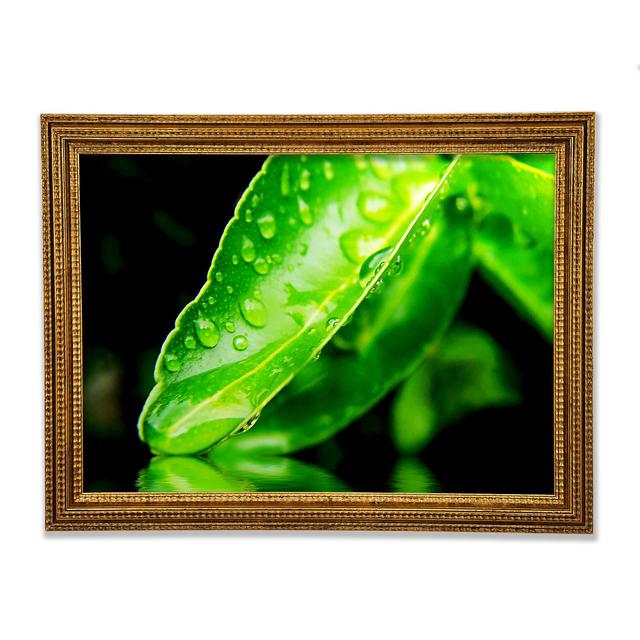 Green Leaf Reflection Framed Print Ebern Designs Size: 29.1cm H x 42cm W on Productcaster.