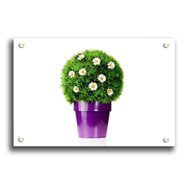 White Daisy Pot Flowers - Unframed Photograph Print on Acrylic East Urban Home Size: 21cm H x 29.7cm W on Productcaster.