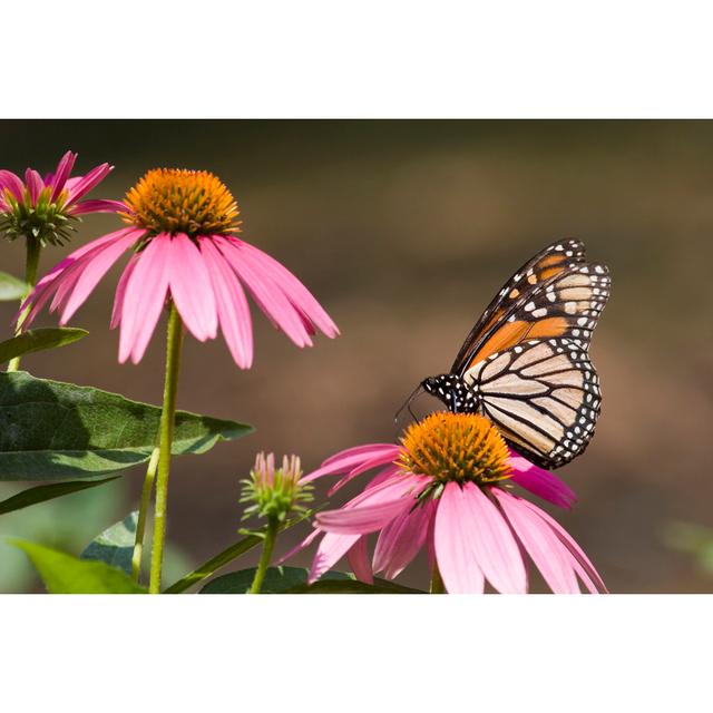 Mabil Monarch Butterfly by JillLang - Wrapped Canvas Photograph Brambly Cottage Size: 20cm H x 30cm W x 3.8cm D on Productcaster.