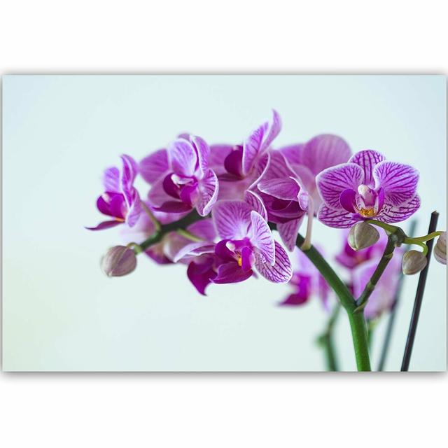 Leinwandbild Purple Orchid ModernMoments Größe: 40 cm H x 60 cm B on Productcaster.