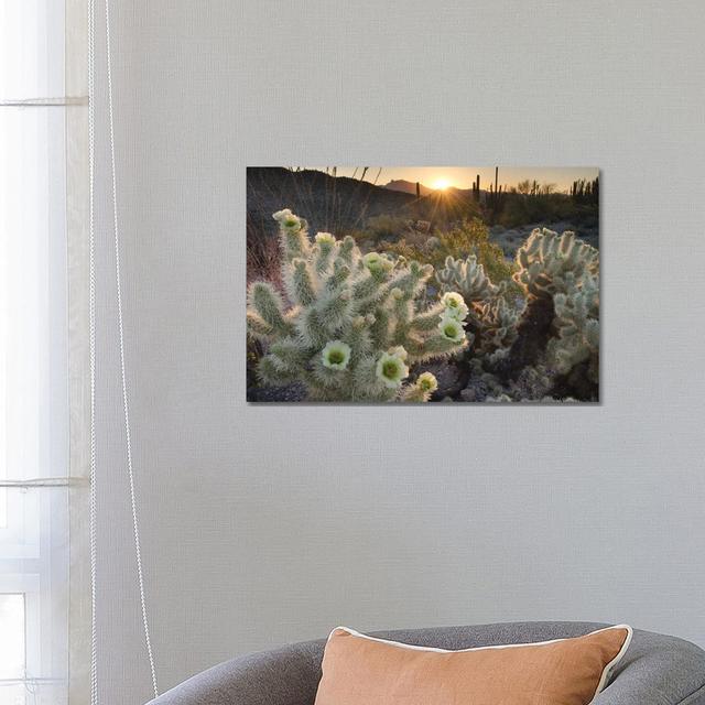 USA, Arizona. Teddy Bear Cholla Cactus Glowing In The Rays Of The Setting Sun, Organ Pipe Cactus National Monument. by Alan Majchrowicz - Wrapped Canv on Productcaster.