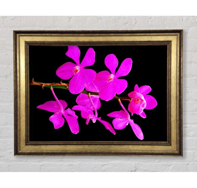 Vibrant Pink Beauties - Single Picture Frame Art Prints Bright Star Size: 59.7cm H x 84.1cm W x 8cm D on Productcaster.