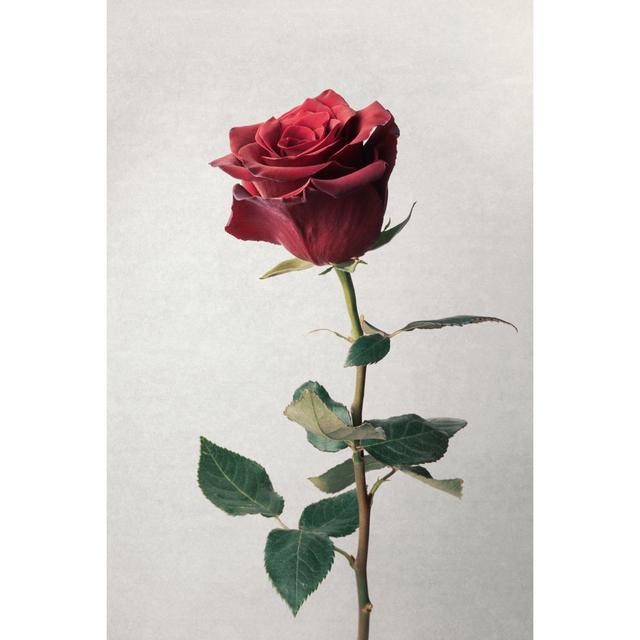 Baen Red Rose - Wrapped Canvas Photograph Latitude Run Size: 122cm H x 81cm W x 3.8cm D on Productcaster.