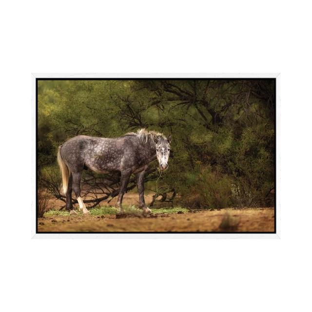 Dapple Grey Arizona Wild Horse von Susan Richey - Galerie-verpackte Leinwand Giclée auf Leinwand Natur Pur Format: Weiß gerahmt, Größe: 45,72 cm H x 6 on Productcaster.