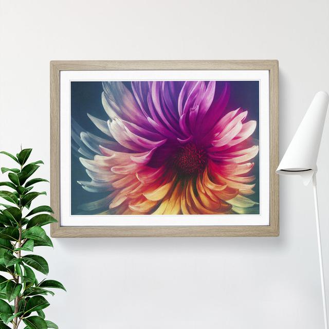 Dynamic Chrysanthemum Flower Abstract - Single Picture Frame Painting Marlow Home Co. Size: 34cm H x 46cm W x 2cm D, Frame Colour: Oak on Productcaster.