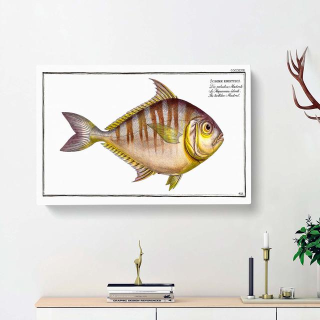 Toothless Mackerel Fish by M.E. Bloch - Wrapped Canvas Painting East Urban Home Size: 35cm H x 50cm W x 3cm D on Productcaster.