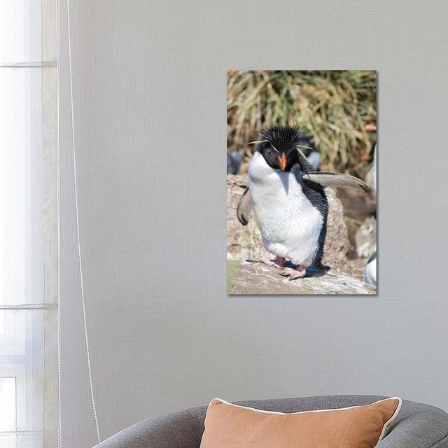 Rockhopper Penguin, Subspecies Western Rockhopper Penguin , Falkland Islands by Martin Zwick - Wrapped Canvas Print Latitude Run Size: 66.04cm H x 45. on Productcaster.