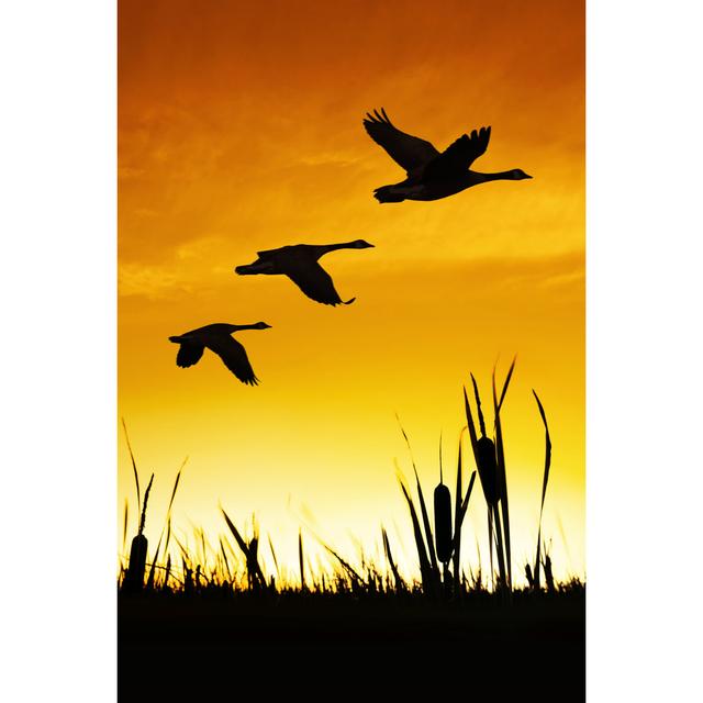 Migrating Canada Geese by Sharply_done - Print 17 Stories Size: 30 cm H x 20cm W on Productcaster.