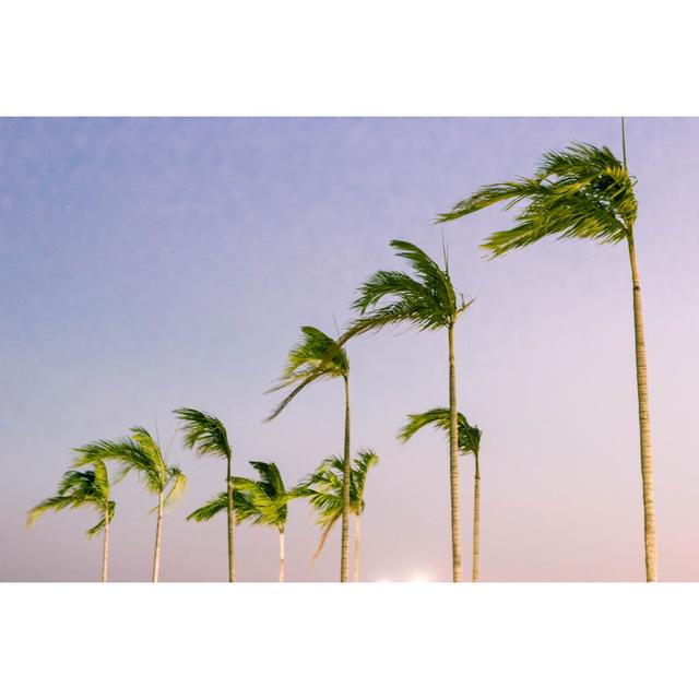 Palm Trees Under The Wind - Wrapped Canvas Photograph Pergo Classics Size: 30cm H x 46cm W x 3.8cm D on Productcaster.