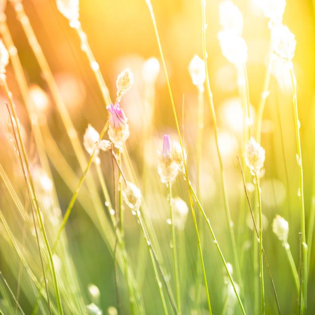 Sun Coming Through Wildflowers In Meadow von Pawel.gaul - Leinwanddrucke 17 Stories Größe: 40 cm H x 40 cm B on Productcaster.