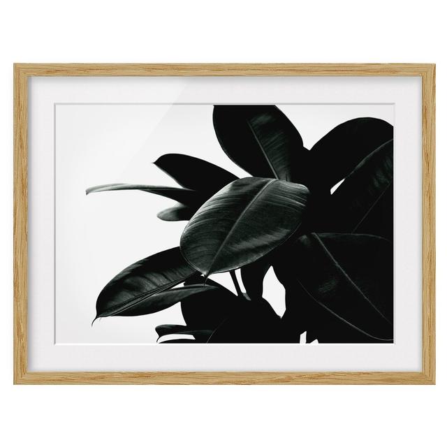 Rubber Tree Leaves Dark Green - Picture Frame Graphic Art Bay Isle Home Frame Option: Brown Framed, Size: 70cm H x 100cm W x 2cm D on Productcaster.