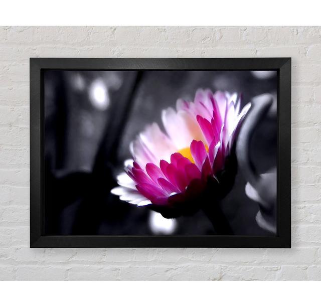 Pink Flower On Black And White Background - Print Bright Star Size: 59.7cm H x 84.1cm W x 3.4cm D on Productcaster.