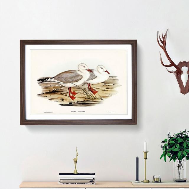 Jameson's Gull by Elizabeth Gould - Picture Frame Graphic Art Print East Urban Home Frame Option: Walnut Framed, Size: 36cm H x 48cm W x 2cm D on Productcaster.