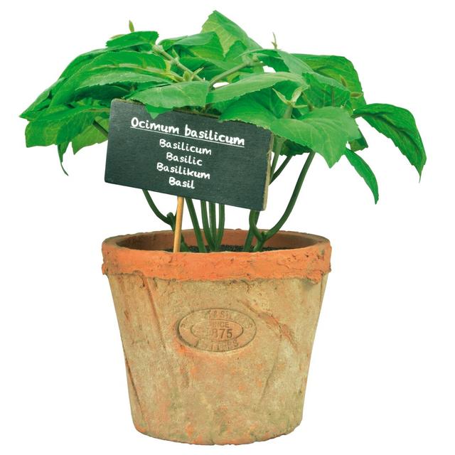 Artificial Basil in Aged Terracotta Pot (Set of 2) Dakota Fields Size: H19 x W10.6 x D10.6cm on Productcaster.