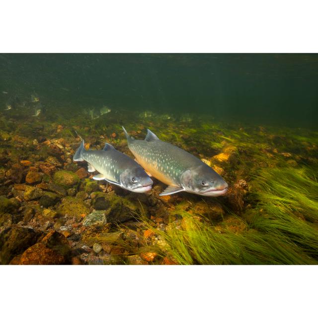 An Arctic Chars Swimming In Clear Water River In Greenland Highland Dunes Size: 30.48cm H x 45.72cm W on Productcaster.