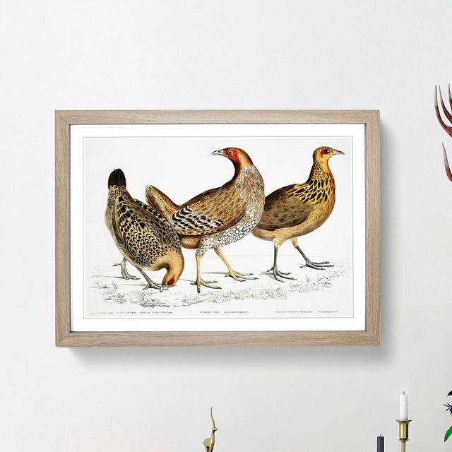 Illustration of Hens by John Edward Gray - Picture Frame Painting Print East Urban Home Frame Option: Oak Framed, Size: 27cm H x 36cm W x 2cm D on Productcaster.