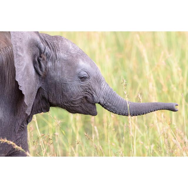 Elephant Calf by TT - Wrapped Canvas Print 17 Stories Size: 30cm H x 46cm W on Productcaster.