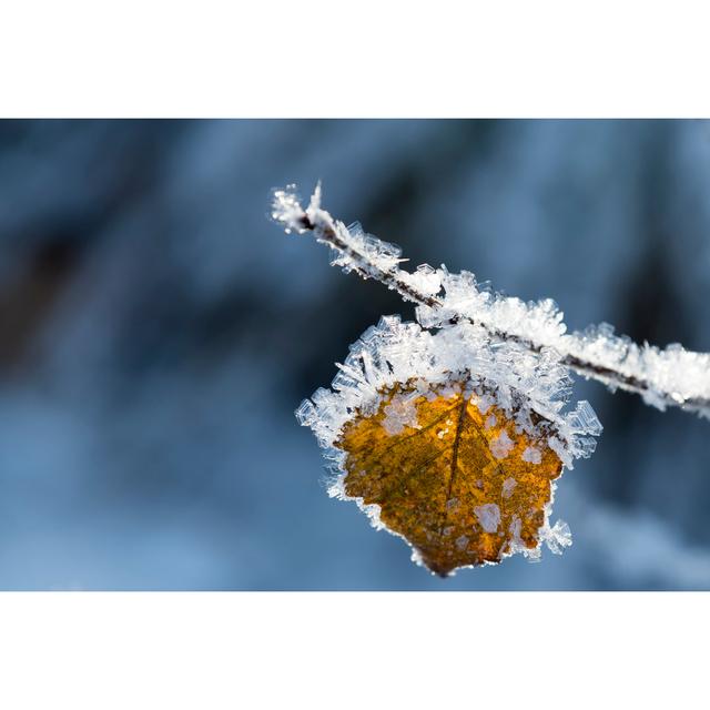 Frozen Leaf In Nature by Arild Lilleboe - Wrapped Canvas Print 17 Stories Size: 81cm H x 122cm W on Productcaster.