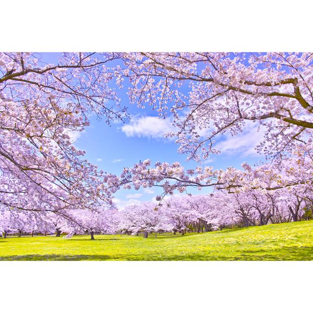 Caelum Cherry Tree in Bloom - Wrapped Canvas Photograph Marlow Home Co. Size: 81cm H x 122cm W x 3.8cm D on Productcaster.