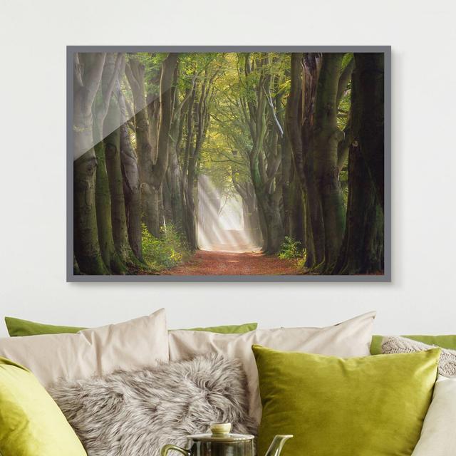 Wonderful Day in the Forest - Picture Frame Photograph Union Rustic Frame Option: Grey Framed, Size: 30cm H x 40cm W x 2cm D on Productcaster.