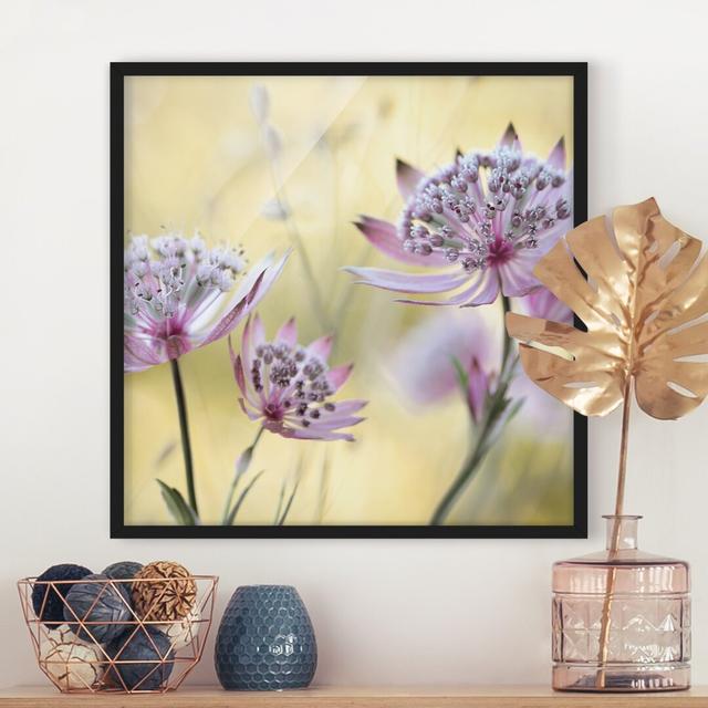 Astrantia Major - Picture Frame Photograph Rosalind Wheeler Size: 50cm H x 50cm W x 2cm D, Frame Option: Black Framed on Productcaster.