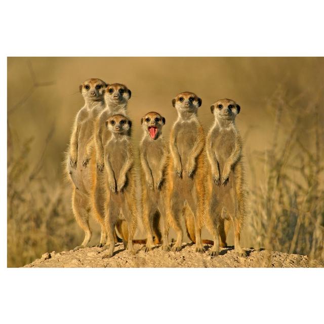 Meerkat Family Semi-Gloss Wall Mural East Urban Home Materialqualität: Premium (150g/m²), Size: 3.84m x 255cm on Productcaster.