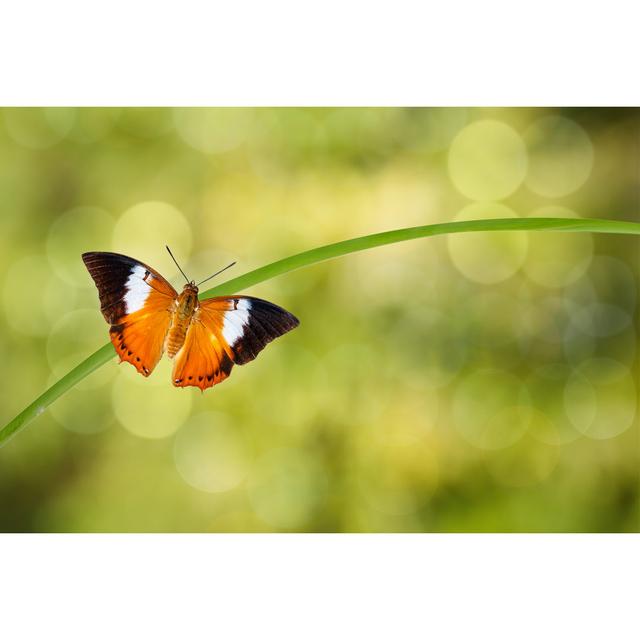 Finsley Butterfly Resting On Twig by Mathisa_s - Wrapped Canvas Photograph 17 Stories Size: 20cm H x 30cm W x 3.8cm D on Productcaster.