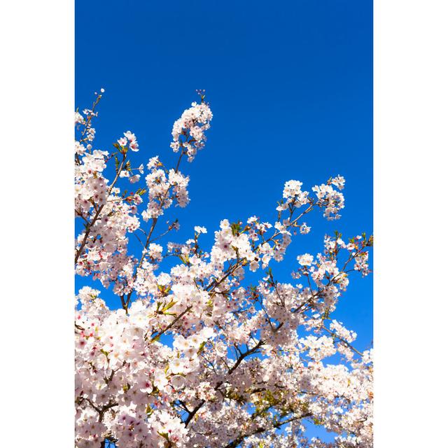 Arlon Cherry Blossom - Wrapped Canvas Print Latitude Run Size: 76cm H x 51cm W x 3.8cm D on Productcaster.