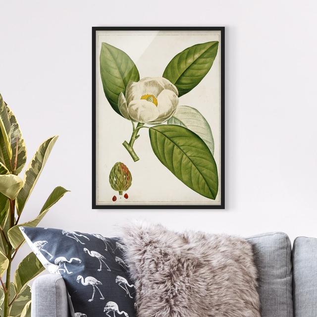 Tableau Leaf Flower Fruit II - Picture Frame Graphic Art Brambly Cottage Size: 40cm H x 30cm W x 2cm D, Frame Option: Black on Productcaster.