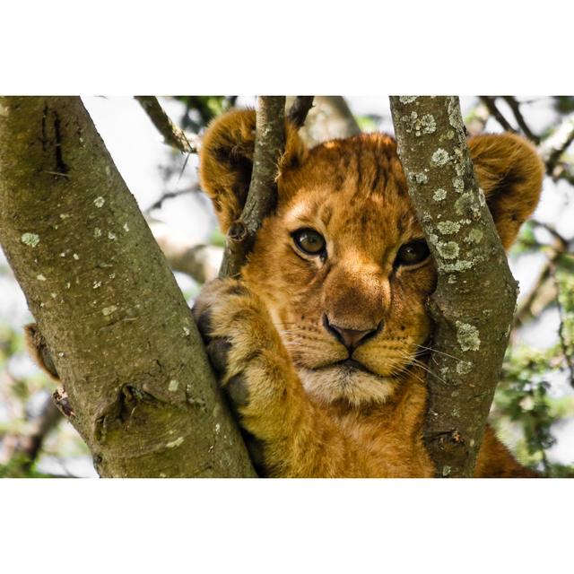 Cute Lion Cub by Nstanev - Wrapped Canvas Photograph Alpen Home Size: 30cm H x 46cm W on Productcaster.