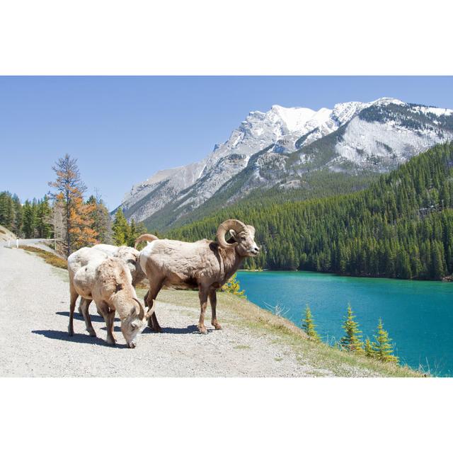 Mountain Bighorn Sheep on Lake Minnewanka Canadian Rockies Alberta - Wrapped Canvas Photograph Union Rustic Size: 30cm H x 46cm W x 3.8cm D on Productcaster.