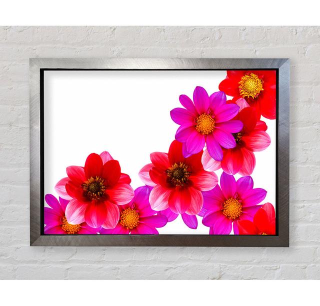 Pink And Red Flower Heads - Single Picture Frame Art Prints Bright Star Size: 100cm H x 141.4cm W x 3.4cm D on Productcaster.