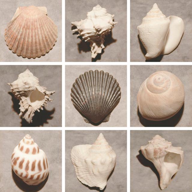 Weathered Shell Sampler - Wrapped Canvas Photograph Print Highland Dunes Size: 122cm H x 122cm W x 3.8cm D on Productcaster.