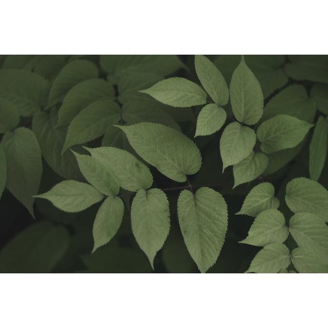 Leafy II by Elizabeth Urquhart - Wrapped Canvas Photograph Marlow Home Co. Size: 30cm H x 46cm W on Productcaster.