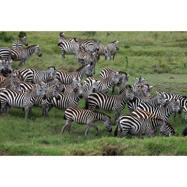 Montgomeryville Zebra Herd - Wrapped Canvas Print Marlow Home Co. Size: 30cm H x 46cm W x 3.8cm D on Productcaster.