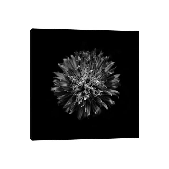 Black And White Clover Flower by Brian Carson - Wrapped Canvas Print Ebern Designs Size: 45.72cm H x 45.72cm W x 3.81cm D on Productcaster.