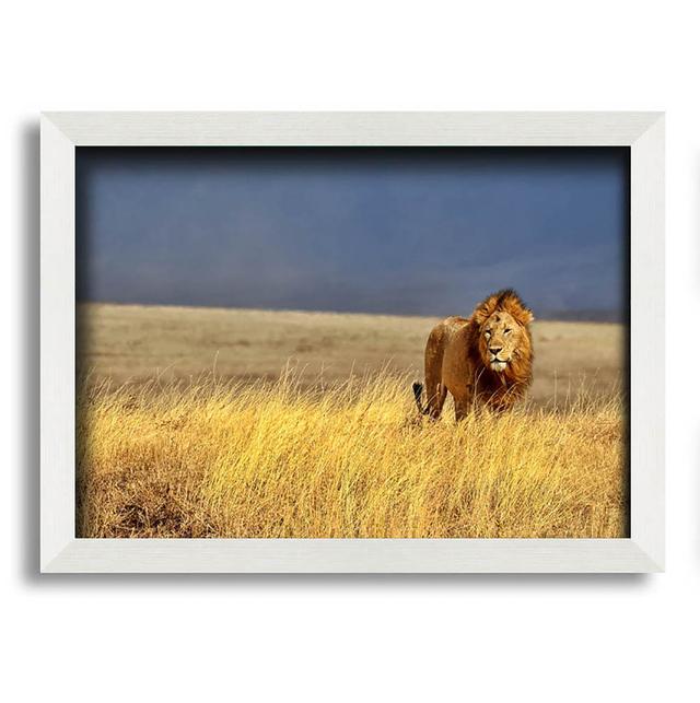 Morenci Lion Roam - Single Picture Frame Art Prints Latitude Run Size: 21cm H x 29.7cm W x 10cm D on Productcaster.