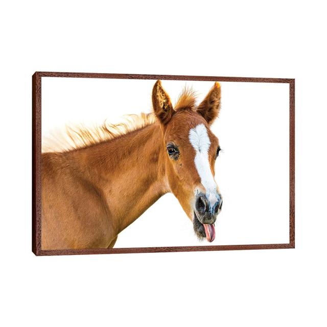 Funny Baby Horse Sticking Tongue Out by Susan Richey - Gallery-Wrapped Canvas Giclée on Canvas Gracie Oaks Größe: 66,04 cm H x 101,6 cm B x 3,81 cm T, on Productcaster.