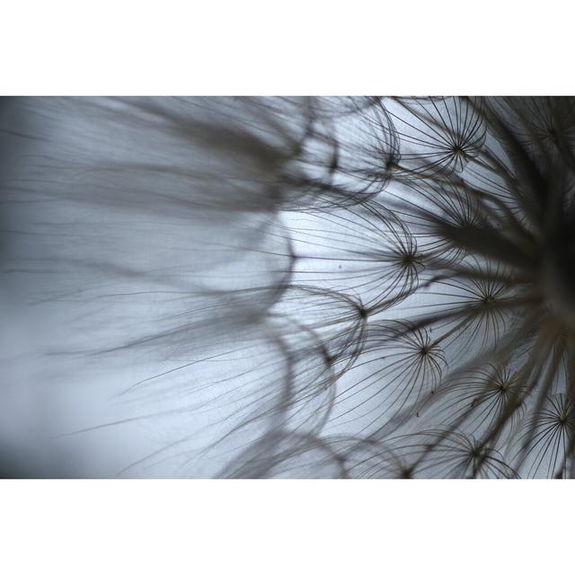 Macro Dandelion XII by Renée W. Stramel - Wrapped Canvas Print Ebern Designs Size: 51cm H x 76cm W on Productcaster.