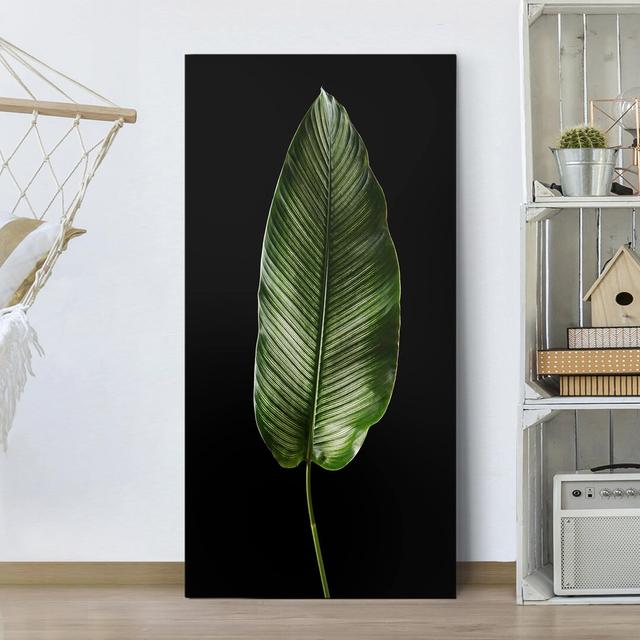 Calathea Ornata 01 Leaf - Wrapped Canvas Painting Bay Isle Home Size: 60cm H x 30cm W, Format: Canvas 260g/m², Colour: Black on Productcaster.