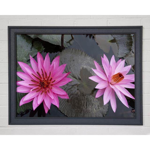 Pink Flowers In The Lake Framed Print Brayden Studio Size: 29.7cm H x 42cm W x 1.5cm D, Format: Grey Framed Paper on Productcaster.