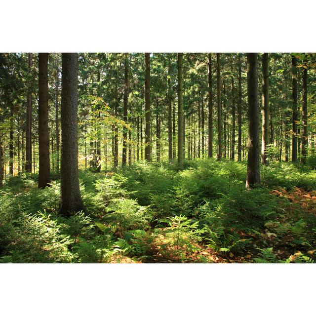 Sunlit Forest Interior by Georgeolsson - No Frame Art Prints on Canvas Alpen Home Size: 40cm H x 60cm W on Productcaster.